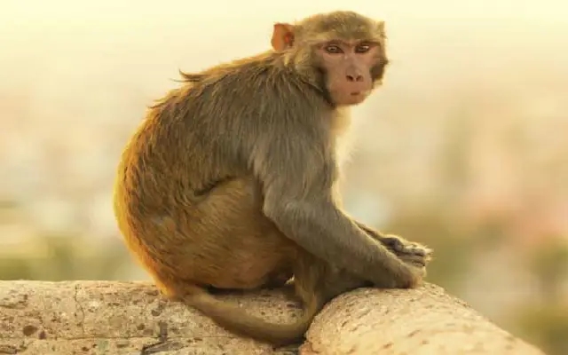 "Monkey Menace in Bengaluru: Primates Wreak Havoc in Gated Communities" - News Karnataka