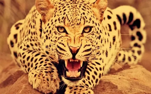 Leopard Menace Causes Panic in Bailoor Taluk Villages - News Karnataka