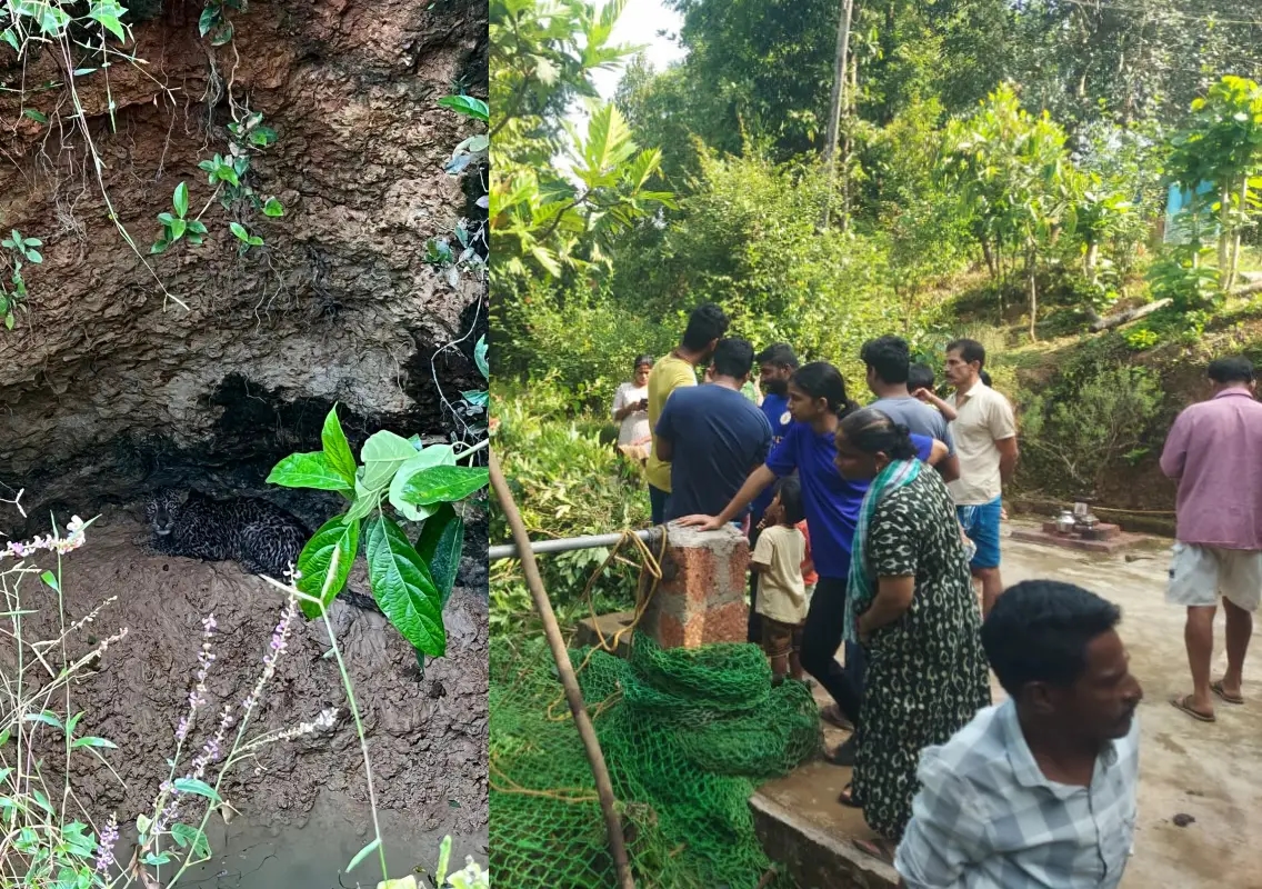 Udupi: One-year-old leopard rescued after falling into well in Nitte - News Karnataka