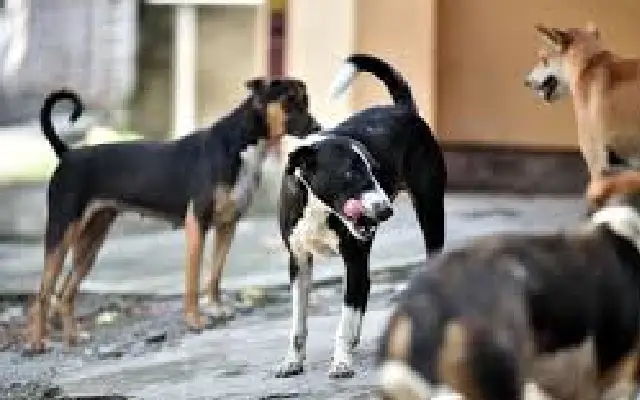 Rising Stray Dog Attacks in Davanagere Raise Concerns Over Public Safety - News Karnataka