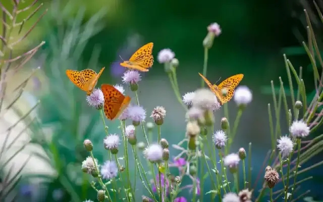 Mangaluru's Mini Butterfly Park: A Green Transformation - News Karnataka