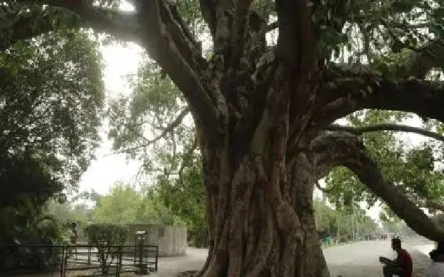 Bengaluru’s Tree Census: Mapping the City’s Green Future - News Karnataka