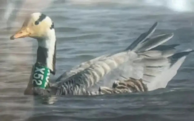 Collared Bar-Headed Goose Spotted at Magadi Lake, Gadag - News Karnataka