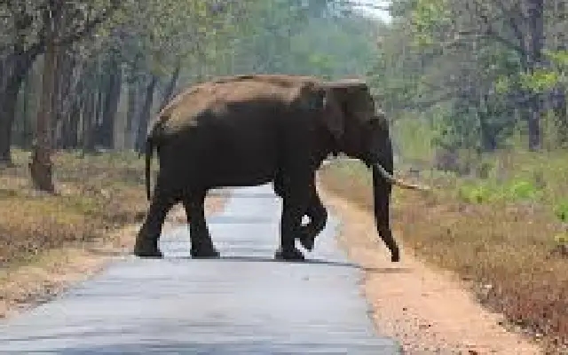 Farmer Trampled to Death by Wild Elephant in N R Pura Taluk - News Karnataka