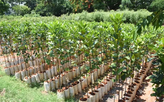 Chamarajanagar tops Karnataka in social forestry sapling drive - News Karnataka