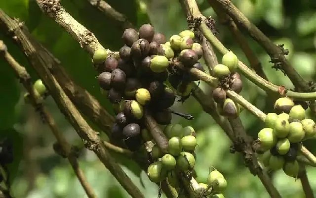 Kodagu farmers face coffee crop losses amid Cyclone Fengal's heavy rains - News Karnataka