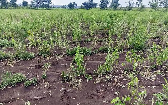 Massive togari crop losses in Kalaburagi due to diseases - News Karnataka