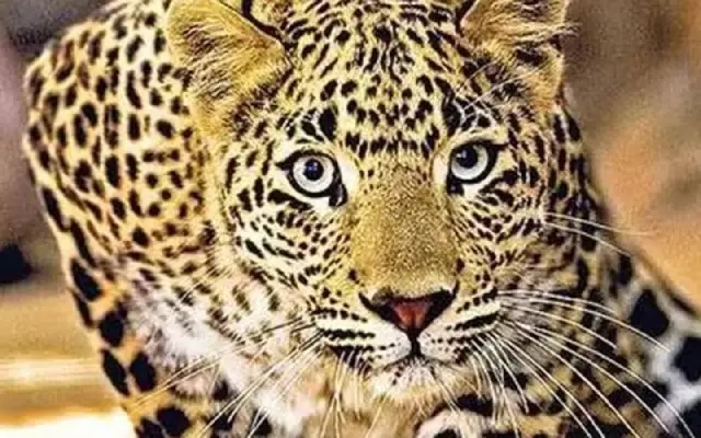 Fearsome leopard in Gadag's Gajendragad captured by forest officials - News Karnataka