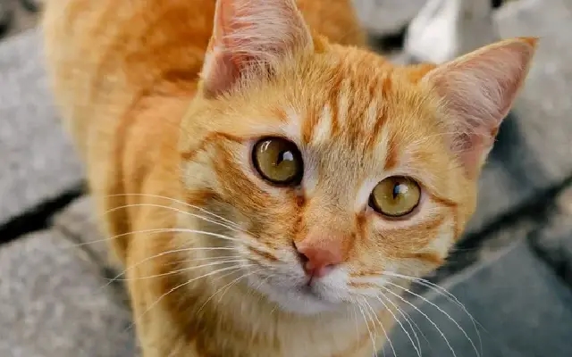 Scientists unveil genetic basis of orange and tortoiseshell cats - News Karnataka