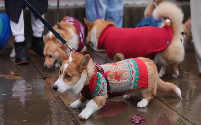 Corgis in Christmas jumpers parade through Central London - News Karnataka