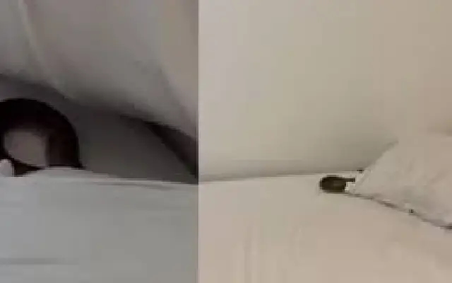 Cape Cobra found under pillow in Stellenbosch bedroom in shocking rescue - News Karnataka
