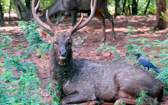 Sambar deer poaching case in Kudremukh Reserve Forest - News Karnataka