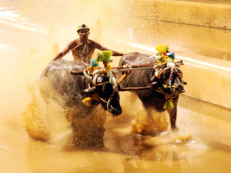 State government considers funding for Kambala events in Dakshina Kannada and Udupi - News Karnataka