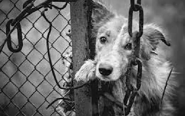 Animal cruelty at Karavali Utsava prompts swift action - News Karnataka