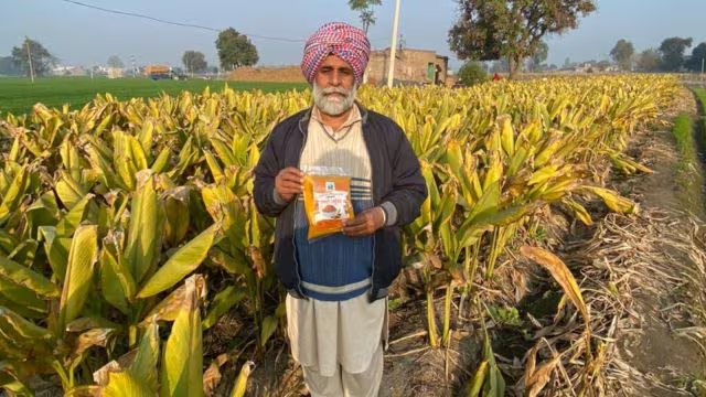 From landless farmer to ‘Doctor of Agriculture’: Manjit Singh’s turmeric tale - News Karnataka