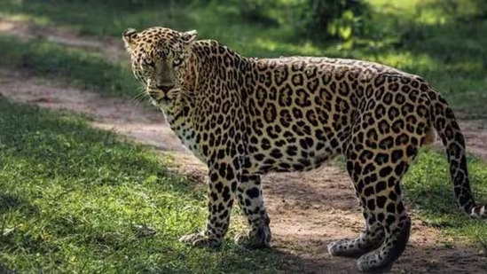Leopard Sighting Forces Infosys Employees and Trainees to Work from Home in Mysuru - News Karnataka
