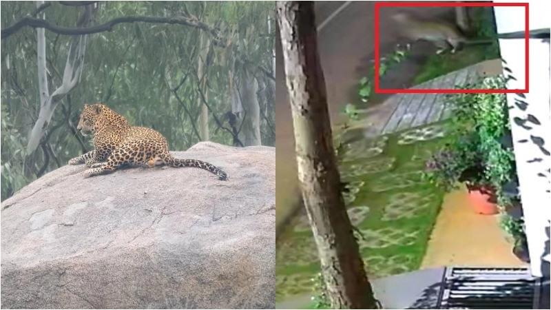 Leopard and cubs spotted near Banashankari, causing concern among residents - News Karnataka