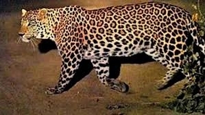 Leopard spotted again on Infosys campus in Mysuru - News Karnataka