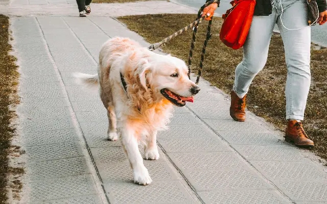 Davanagere’s Unique Dog PG a Hit Among Pet Owners - News Karnataka