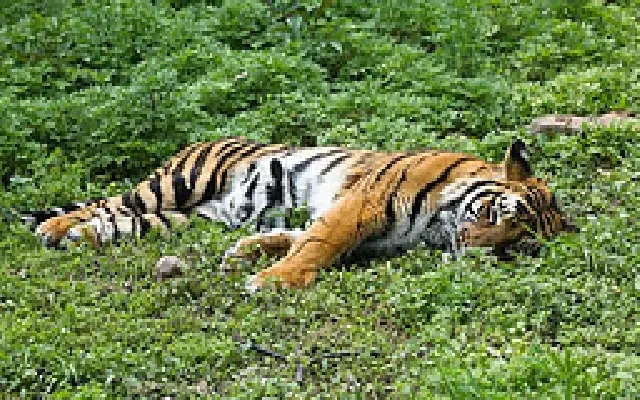 Tiger Carcass in Shivamogga Reservoir Sparks Probe - News Karnataka