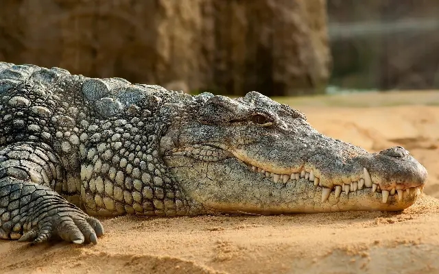 Kalaburagi Farmers Protest with Crocodile Over Nighttime Power Supply - News Karnataka