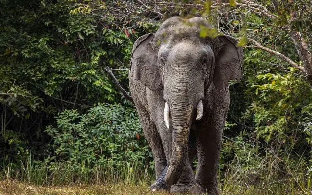 Lone Elephant Disrupts Traffic on Bandipur Route - News Karnataka
