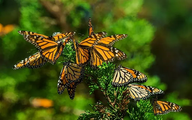 Butterfly Park in Moodbidri Offers Unique Nature-Based Internships - News Karnataka