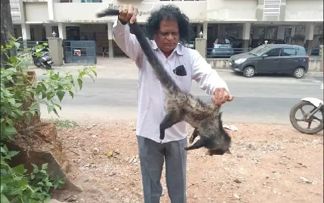 Injured Civet Cat Rescued and Rehabilitated in Udupi - News Karnataka