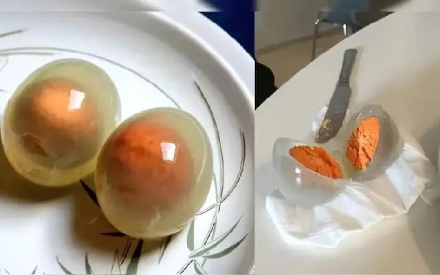 Boiling a Penguin Egg? The Bizarre Science Behind Its See-Through Whites - News Karnataka