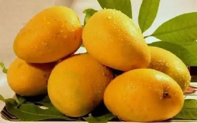 Koppal: The Unique Mango Hub of North Karnataka - News Karnataka