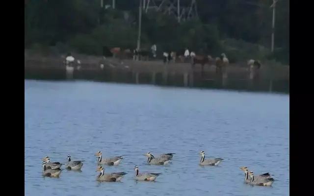 Mysuru ZP Revives 33 Lakes, Plans Restoration of 234 Under MGNREGA - News Karnataka