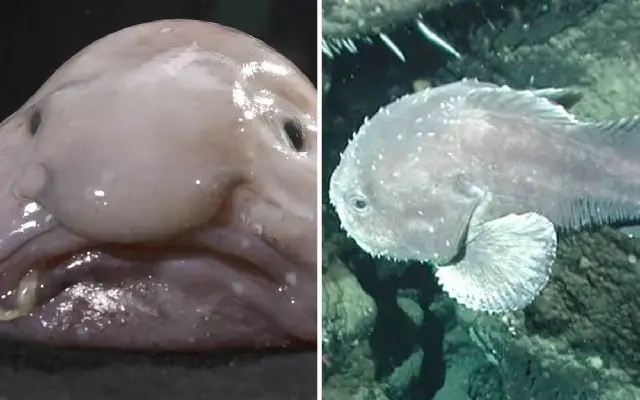 Blobfish Wins New Zealand’s Fish of the Year Title - News Karnataka