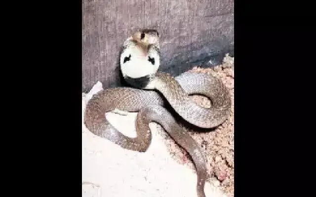 Udupi: Man Succumbs to Cobra Bite After Days in ICU - News Karnataka