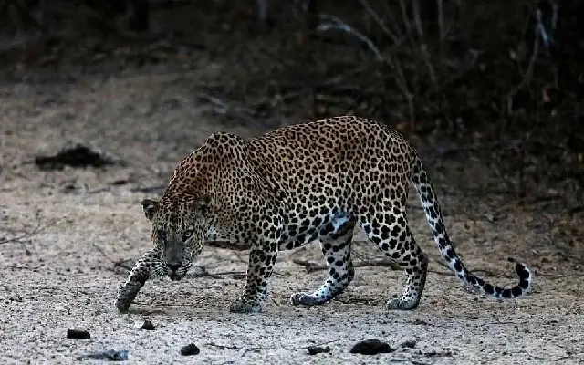Elephant and Leopard Carcasses Discovered in Arkalgud Taluk - News Karnataka