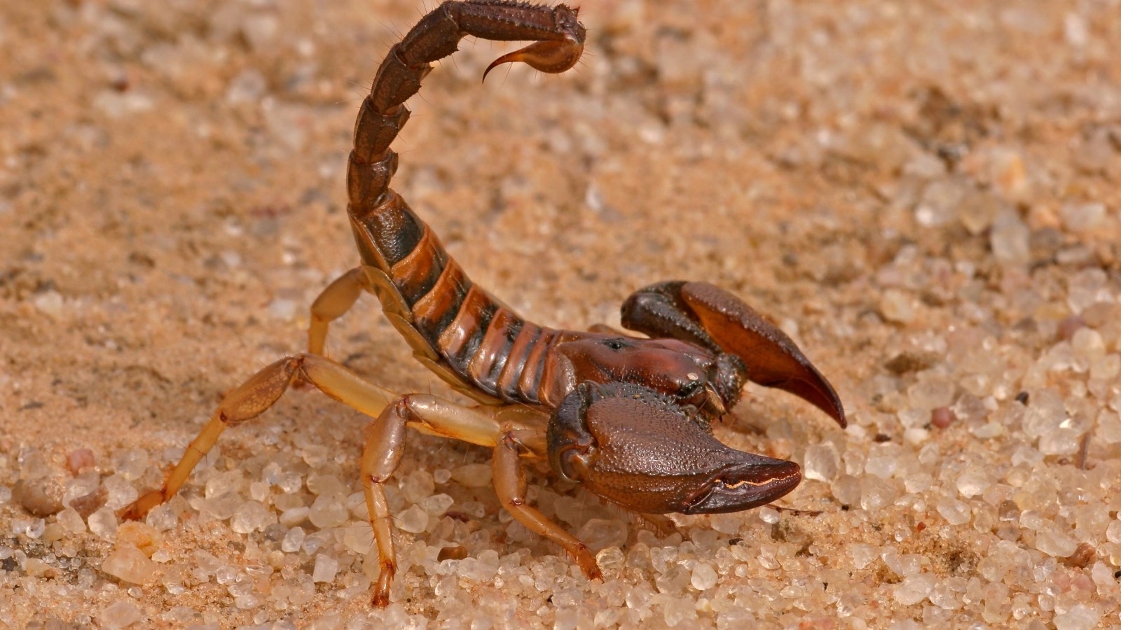 Viral Video of Scorpion Farms Leaves the Internet Shocked and Fascinated - News Karnataka