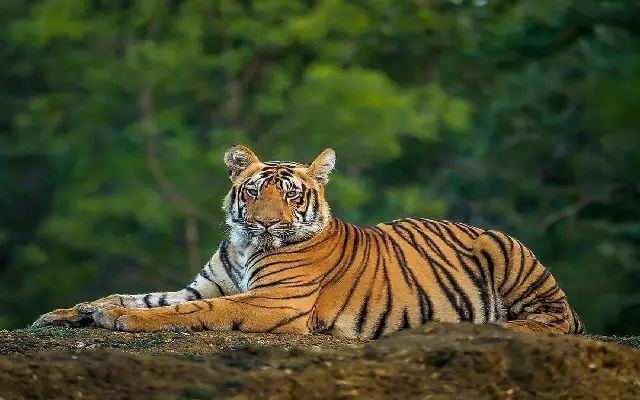 Tiger Death in Shivamogga Sparks Tension Amid Ongoing Investigation - News Karnataka