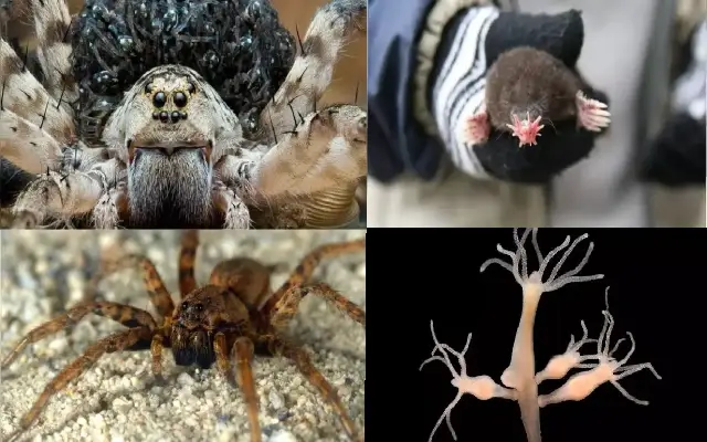 Life Without Sight: 5 Fascinating Animals That Thrive in Total Darkness - News Karnataka