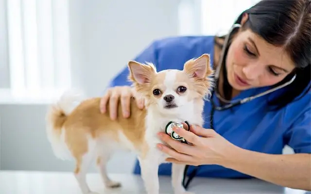 “City Cries for Care: Bengaluru’s Vanishing Vet Clinics Leave Animals in Peril” - News Karnataka