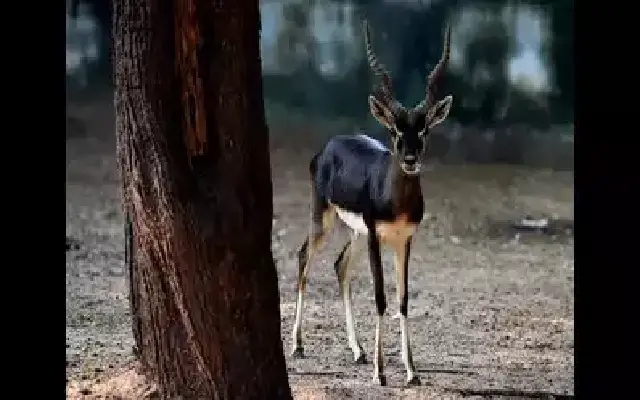 Blackbucks vs. Industry: Activists Urge Buffer Zone Near Chamarajanagar - News Karnataka