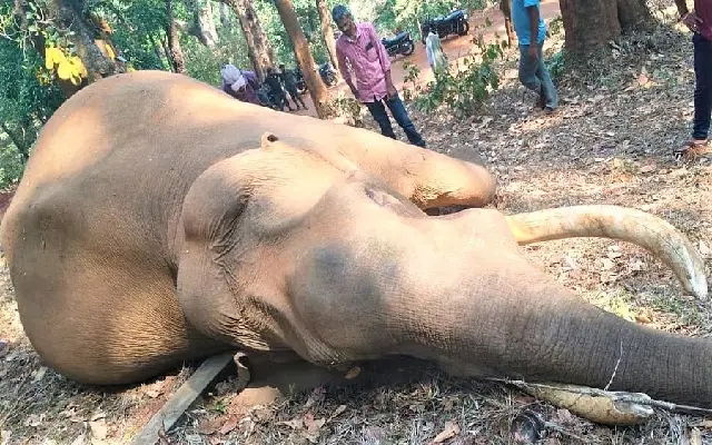Elephant Electrocuted in Chikkamagaluru: Urgent Call for Wildlife-Safe Power Lines - News Karnataka