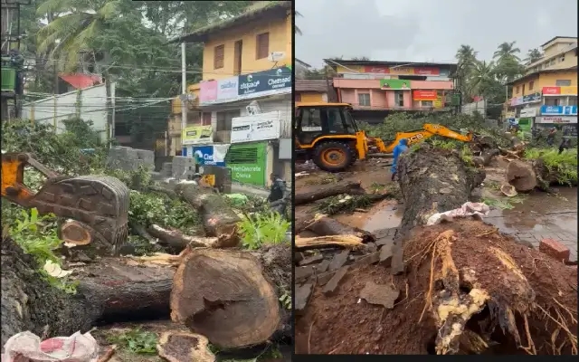 Tree Falls Near Bijai Amid Heavy Rains, Disrupts Traffic - News Karnataka