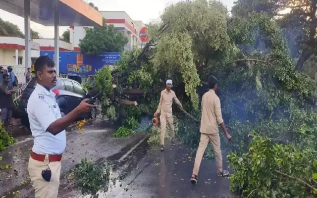 Mysuru Residents Can Now Report Hazardous Trees for Swift Removal - News Karnataka