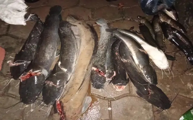 Catfish Craze as First Rains Spark ‘Uber Fishing’ Tradition in Udupi - News Karnataka