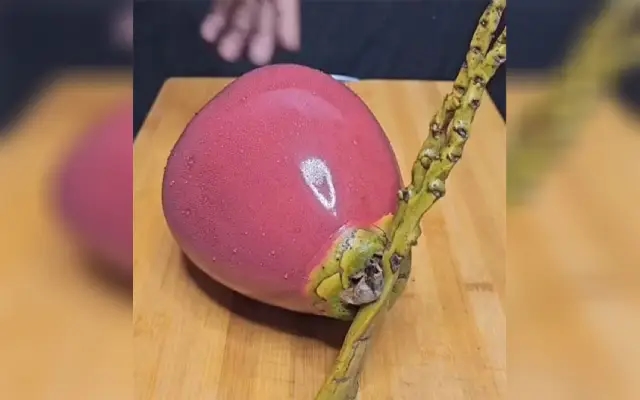 Mangaluru's ‘Blushing' Coconut Goes Viral, Sparks Curiosity and Laughter - News Karnataka