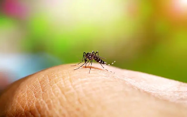 Monsoon Triggers Spike in Colds, Fevers; Dengue Concerns Rise in Coastal Karnataka - News Karnataka