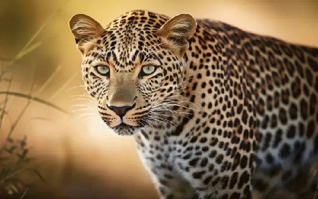 Leopard’s Swift Kill Stuns Tourists at Kabini Safari - News Karnataka