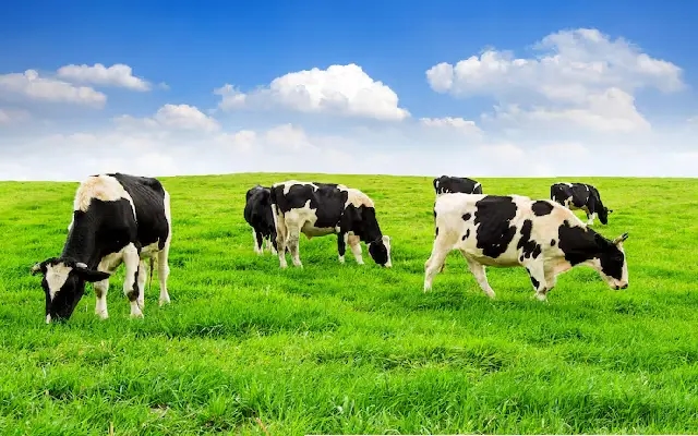 Mystery Illness Claims Seven Cows in Neermarga, Poisoning Suspected - News Karnataka
