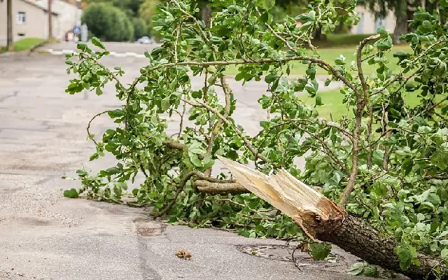 Tree Falls on Vehicle in Bengaluru, No Injuries Reported - News Karnataka