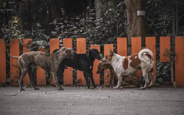 Over 53,000 Stray Dogs Mapped in Mangaluru; Sterilization Still Lagging - News Karnataka