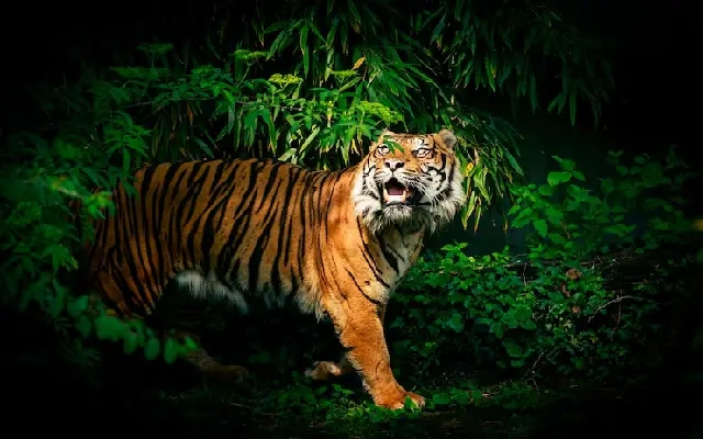 Tiger Attack Cow in Hunsur, Villagers Scare It Away with Shouts - News Karnataka
